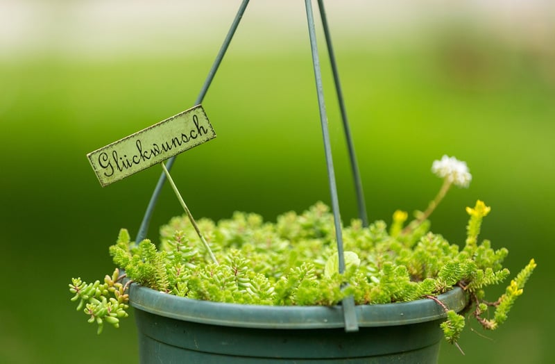 Hanging plant stand