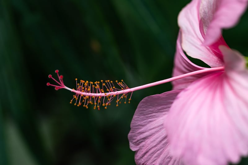 Hibiscus