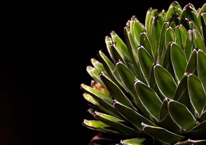 Echeveria