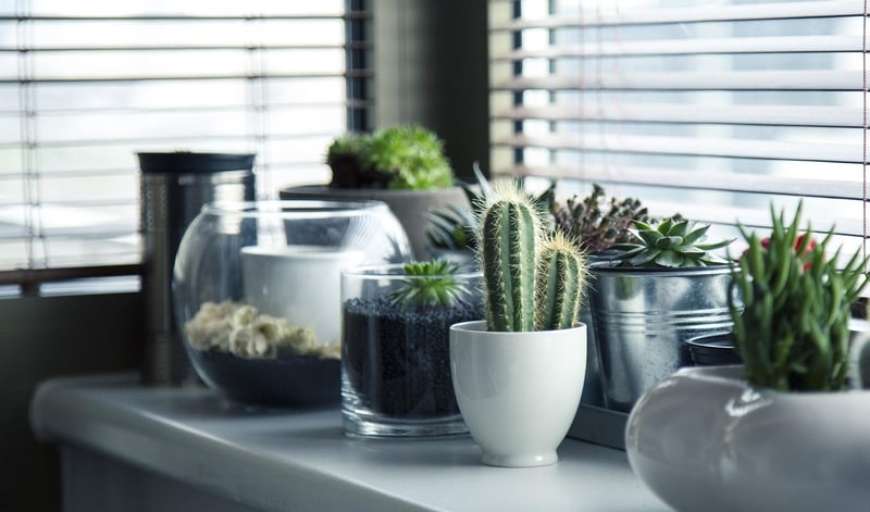 Succulent showcase